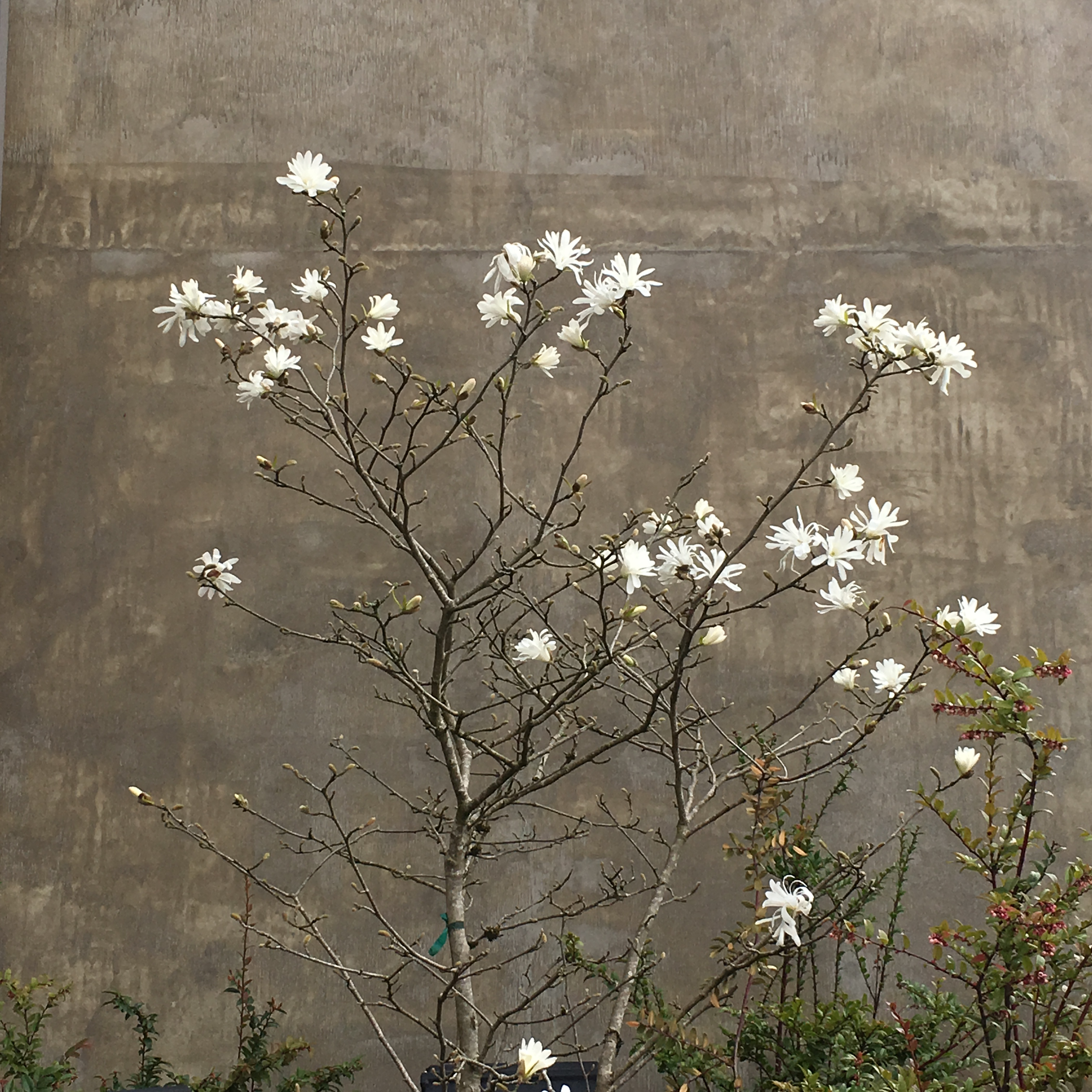 concrete wall, white blossoms on tree